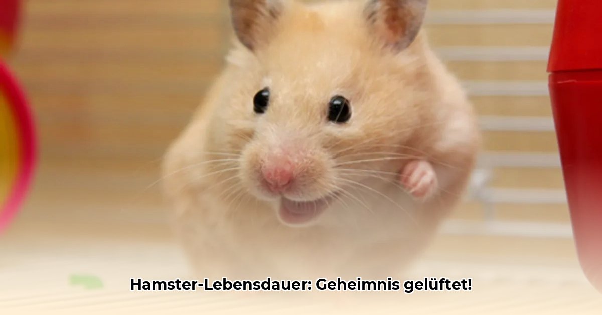 wie-alt-werden-hamster